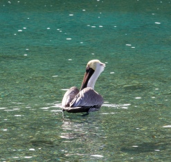 Pelican!!