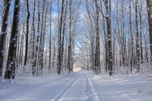 Snow covered road, Alden, MI