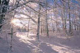 Snowy morning in Alden, Michigan